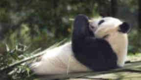 Tian Tian: No cubs at zoo this year (file pic).