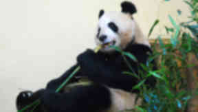 Tian Tian: The female panda played in the hay.