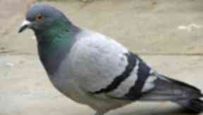 Bait: Live bird used as bait on Aberdeenshire estate.