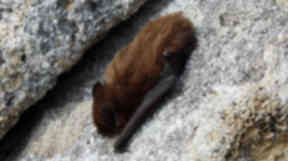 Bat found on St Kilda. Hand out