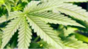 Cannabis: The discovery was made after a fire.