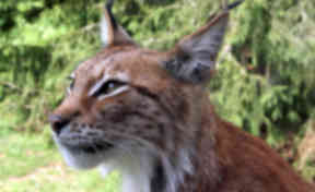 Lynx: Big cats were hunted to extinction 1300 years ago.
