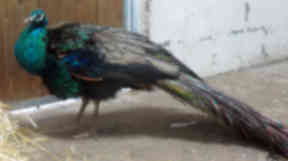 Felix the peacock was discovered stuck in a cat flap at a home in Ordhead near Inverurie. Uploaded May 20 2015