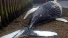 Humpback whale which died after becoming tangled in rope near Helmsdale in Sutherland on June 4 2015. Uploaded June 8 2015.