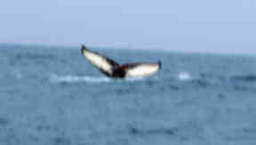 Whale: The animal was caught on the prawn trawler.