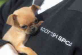 Puppies: Dogs were taken to Glasgow after raid.