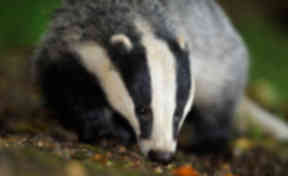 Badger generic / stock. Uploaded from PA November 4 2015. High quality.