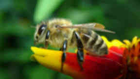 Honey Bees: 'Unacceptably' high bee hive losses in recent years.