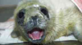 Rogue the seal, rescued from Fraserburgh beach by the Scottish SPCA