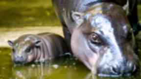 hippo