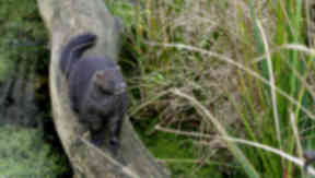 Northern mink: Responsible for drop in seabird numbers.
