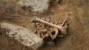 Bones: The remains were uncovered in 2014.