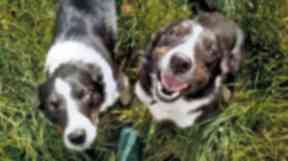Sheep dogs: Collies were taken but found unharmed.