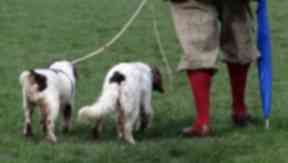Working spaniels: Change in law could allow tails to be docked.