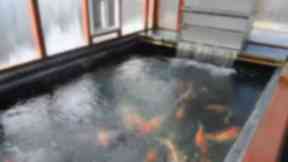Fish tank: Image from footage at the home of twins Rhys and Shaun Scott.