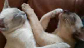 Paws for thought: Photos of animals also proved a popular choice.
