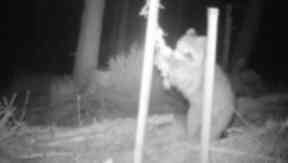 Racoon: Capable of giving a 'nasty bite if cornered'.
