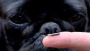 Uno de cada diez propietarios de perros no tiene microchip a su mascota - STV Noticias 1 Chip: Device helps reunite lost dogs with owners (file pic).