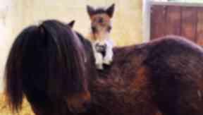Home search: Missouri and her six-week-old foal Jefferson.