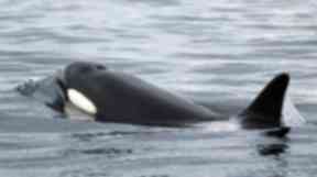 Orcas were identified using photographs.