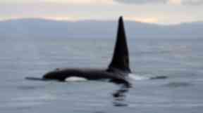 Whales travel to Scotland every year.