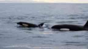 Whales were caught on camera by Pippa Low.