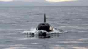 Killer whales: Pod of orcas seen in Moray Firth.