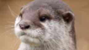 Otter: The animal was discovered at Clickimin Loch (file pic).
