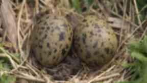 Tern eggs: The 73-year-old was caught on Shapinsay (file pic).