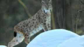 Killed: The Lynx was shot dead against park wishes.