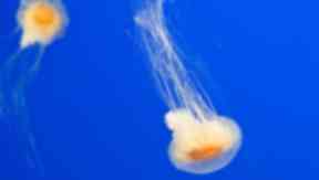 Lion's mane: Jellyfish wash up on Scottish beaches (file pic).
