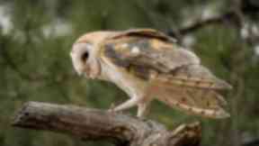 Raid: Barn owl heads found.