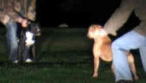 Evidence: Brothers filmed encouraging the animals to fight.