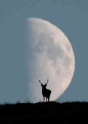 Striking photo of stag and moon taken on Queen's Scottish estate