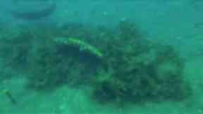 It is hoped the anchor can be preserved on dry land