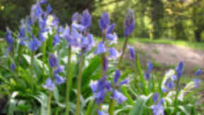 Town is wild flower hotspot