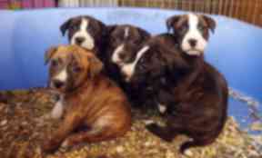 Clampdown: Puppy farms.