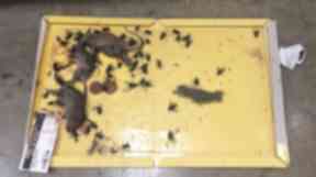 Dead mice and flies found in the Enfield food delivery depot.