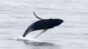 Humpback whale: Large mammal caught on camera in the Forth.