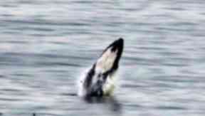 Breach: Rare sighting of whale emerging from water.