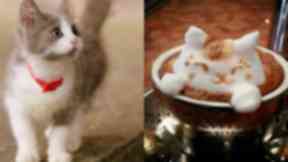 Purrfect brew? Cat cafes are on the rise.