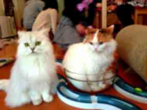 Cat cafes have proved popular with tourists.