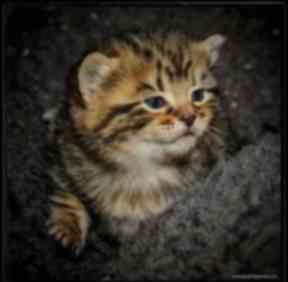 Gayle Ledger began taking in rescue cats last year.