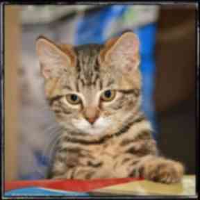 Gayle took on several more kittens.