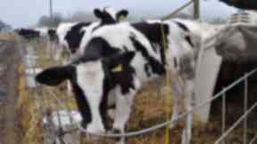 The farm remains a supplier to M&S after the investigation