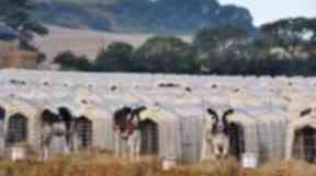 M&S said it was 'very disappointed' to see the images released by Animal Equality