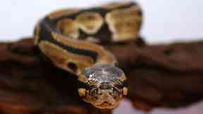 Missing: Royal python vanishes in Aberdeen (file pic).