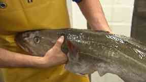 North Sea Cod: Data expected to show 'significant' fall.