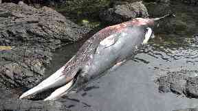 Minke whale: Washed up dead after becoming entangled.