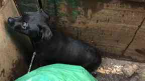 Skippy: Rescued by the Scottish SPCA.